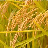 まごころこもった新潟【こしひかり】