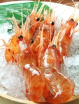 数量限定で、活きている、活ボタンエビが入荷中！！