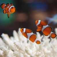 お客様を海中散歩へ...ゆったりとした癒しと寛ぎ空間♪