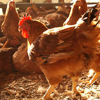 ◆当店自慢の銘柄鶏◆ 