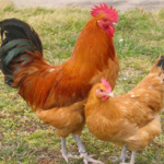 当店自慢！歯ごたえと、旨味が特徴の名古屋コーチン♪鮮度の良い食材で本来の旨みをご提供◎