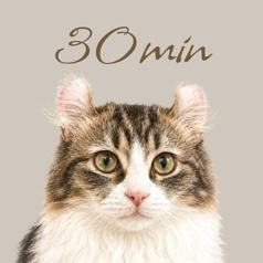 CAT CAFE 美観neko ビカンネコのコース写真