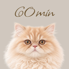 CAT CAFE 美観neko ビカンネコのコース写真