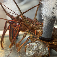 宮崎の海をそのままに活魚水槽j