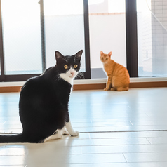 保護猫カフェstellataの特集写真