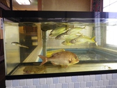 ※いけす※　新鮮な魚たち