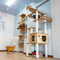 保護猫カフェstellataの特集写真