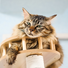 保護猫カフェstellataの特集写真
