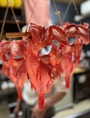 キンキの一夜干し（季節もの）