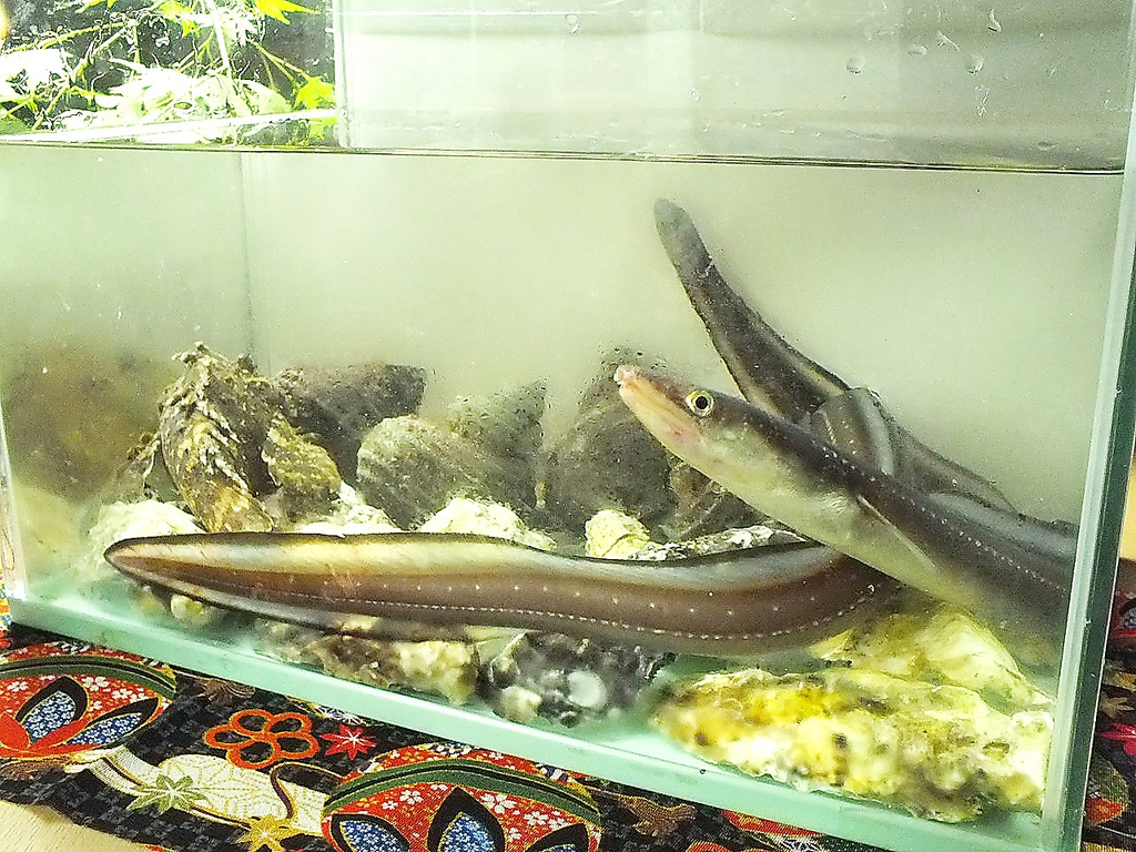 穴子料理・・・いけすで泳ぐ鮮度抜群の穴子を薄造り、白焼き、天ぷらで