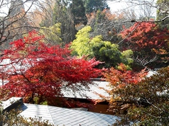 【秋外観】自然豊かな日本庭園や竹林を楽しめる遊歩道がございます。食事の前や後に近くを散策してみてはいかがでしょうか？日常を離れた静かな非日常空間は、ちょっとした旅行気分も味わえます。　※画像は、遊歩道を上った山の上から見た風景です。