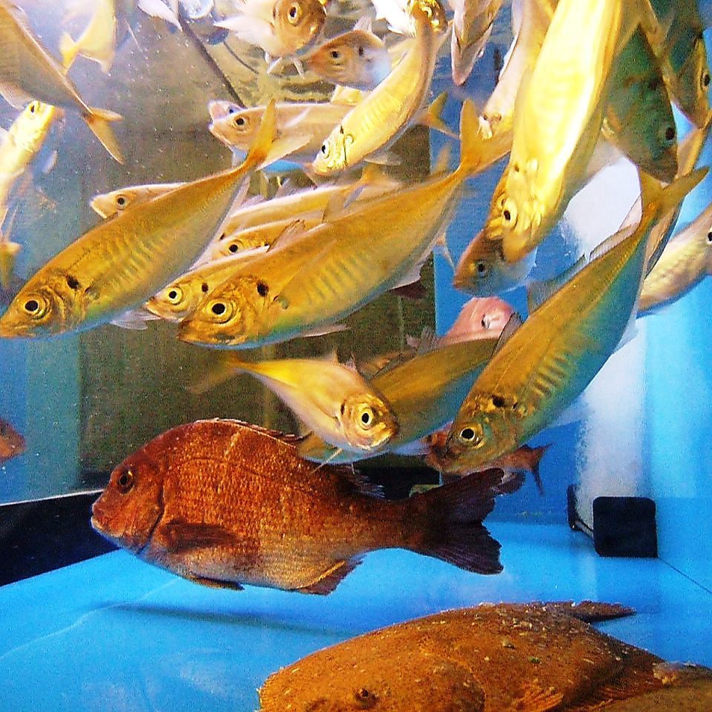 活魚取扱店舗！！ぜひお召し上がりください！！