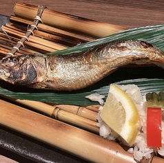 大羽トロイワシ