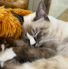 Cat&Animal Cafe Noah s Ark ノアズアーク 祇園店の特集写真