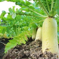 契約農家直送の新鮮野菜！