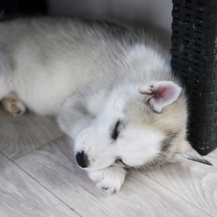 Cat&Animal Cafe Noah s Ark ノアズアーク 祇園店の特集写真