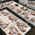 当店で取り扱う鮮魚は、漁港の市場から鮮度そのままに毎日卸されてきています。新鮮さに拘った仕入れを日々心がけています。