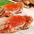 料理メニュー写真 上海蟹（陽澄湖産雌）1匹