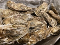 料理メニュー写真&nbsp;厚岸産　活牡蠣