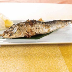 かぶりつき大トロいわし