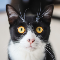 個性豊かな可愛らしい保護猫ちゃんがお出迎え♪