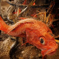 炭焼き屋 ほむら 博多本店の特集写真