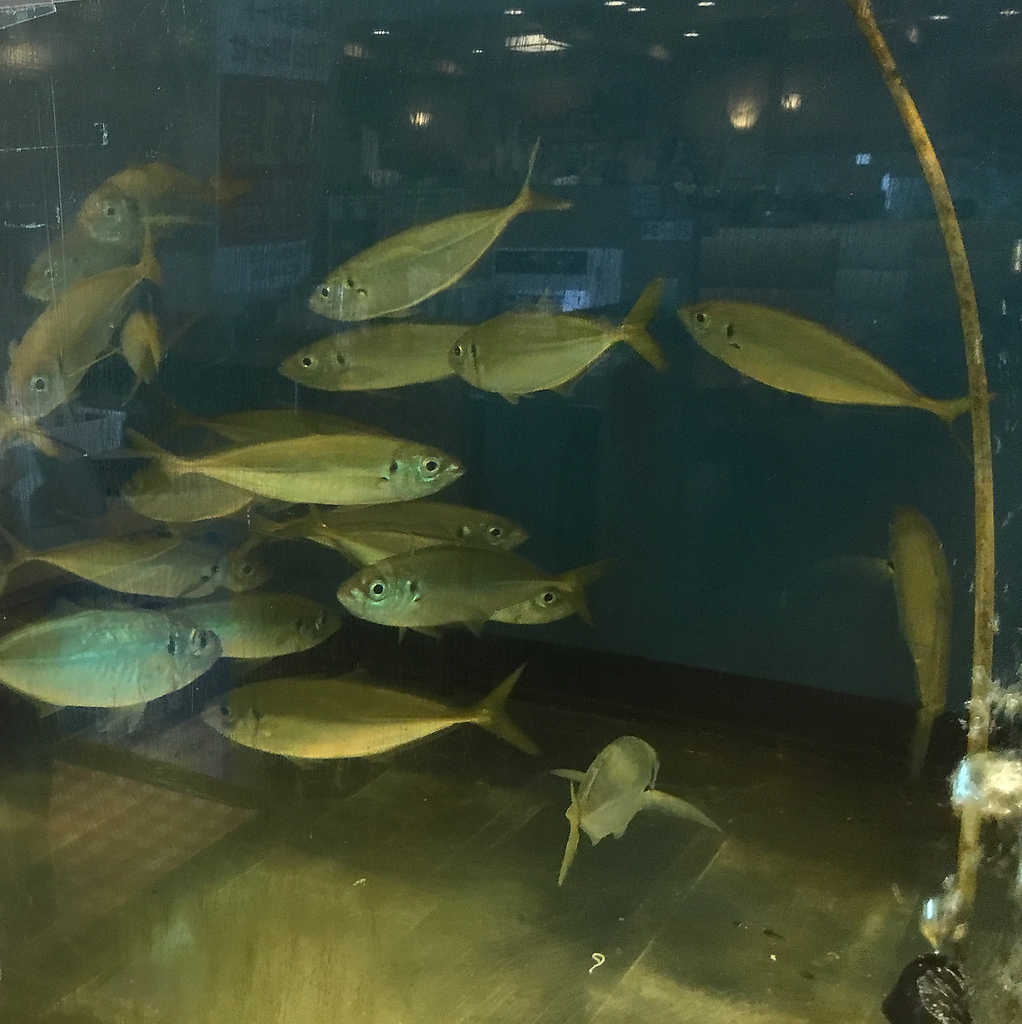 回転寿司の店内では珍しい『生簀』から、捌きたてで鮮度抜群の状態で『活魚寿司』をご提供致します♪