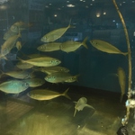 回転寿司の店内では珍しい『生簀』から、捌きたてで鮮度抜群の状態で『活魚寿司』をご提供致します♪