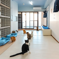 店内は猫ちゃんとふれあえる空間。ぜひ癒されにご来店ください◎