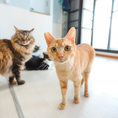 当店にはたくさんの保護猫が住んでおり、譲渡会も行っております。詳細はスタッフまで！