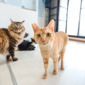 当店にはたくさんの保護猫が住んでおり、譲渡会も行っております。詳細はスタッフまで!