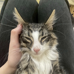 Cat&Animal Cafe Noah s Ark ノアズアーク 大阪天神橋3丁目店の特集写真