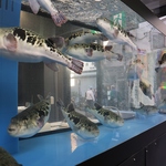 お店の入り口には大きな水槽に元気に泳いでいるふぐが皆様をお出迎えさせていただきます！