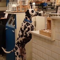 ◆大型犬も店内OKです！