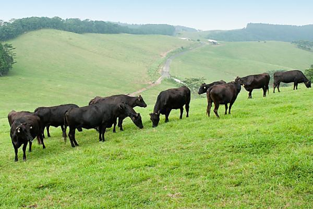 ストレスフリーな環境で飼育された和牛は餌作りからこだわっています。当店自慢の上質な和牛を是非♪