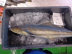 屋我地島産 琉球スギ