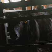 個室焼肉ichiのおすすめ料理3