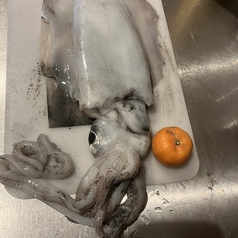 長崎県産アオリイカの刺身
