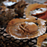 活帆立・活サザエだけでなく、旬の美味しい活貝を炭焼きでご提供していきます。