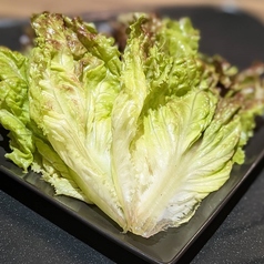 サンチュレタス