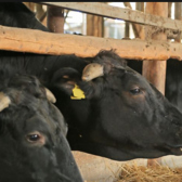 無添加・無農薬にこだわるのべ牧場では、自社農場や提携農家で生産された無農薬の牧草や穀物を使用しています。また、飼料には成長促進剤や抗生物質、合成添加物は一切使用せず、牛本来の成長を促します。こうして添加物に頼らず、自然な成長と健康管理によって育てられた牛肉は、純粋で深い風味を楽しむことができます。