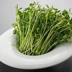 豆苗