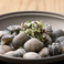 アサリの酒蒸し　/ Steaming with sake of the short-necked clam