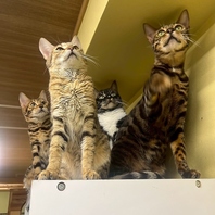 人懐っこい猫ちゃん＆たくさんの度物たちが待ってます♪