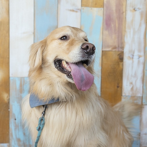 HIPPIES SAPPORO TONDEN