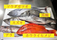 その日に仕入れた鮮度抜群の旬のお魚が楽しめるお店♪