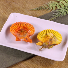 緋扇貝(2枚)
