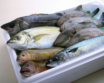 漁場から直送される魚や、珍しい魚も入荷します♪特徴や旨味を活かして煮物・焼き物・お造りなどで！