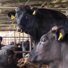 肉質のよさが口コミで広がりブランド牛に〈山城牛〉