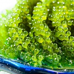 海ぶどう